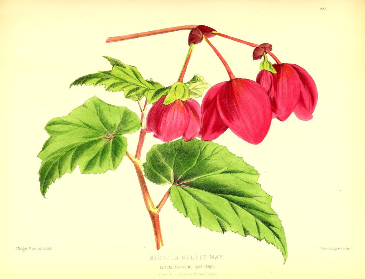 B. ‘Nellie May’